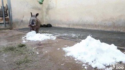 bebe,rinoceronte,nieve,cachorro