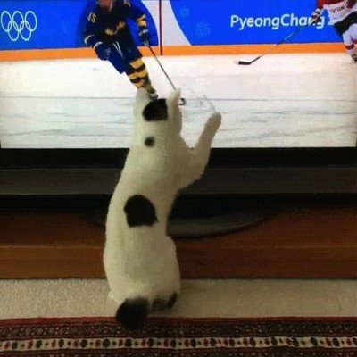 gato,confundir,tele,realidad