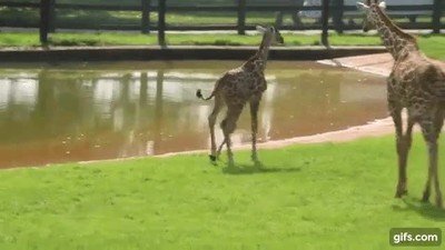 joven,jirafa,susto,reflejo