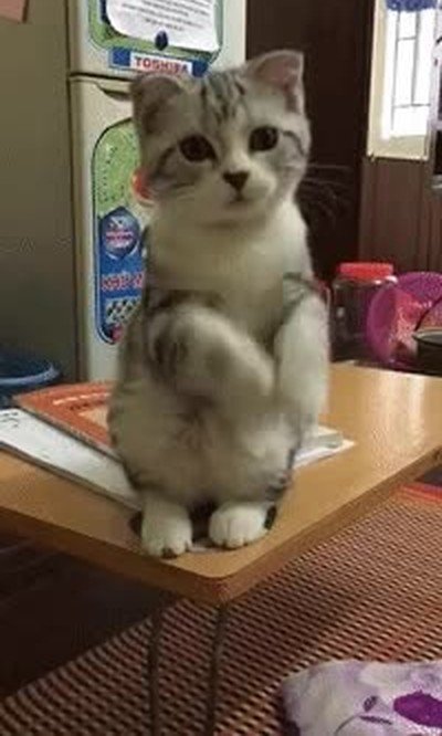 pedir,dinero,madre,salir,fiesta