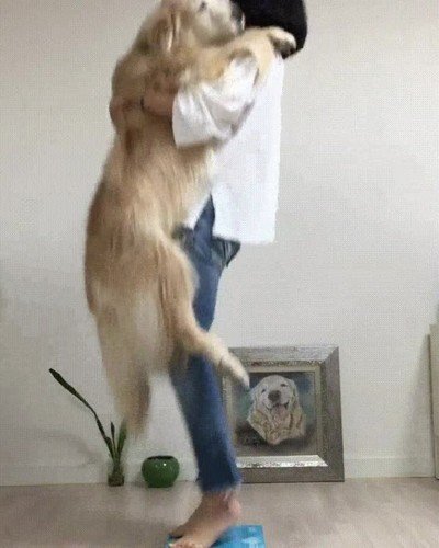 forma,cari&ntilde;osa,pesar,golden,perro