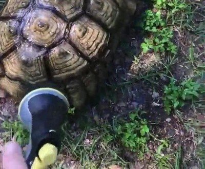 Enlace a Tortugas que insisten en mantener su casa echa unos zorros