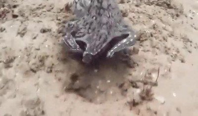 Enlace a El sistema de camuflaje de los pulpos siempre me parecerá ciencia ficción