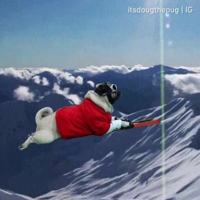 doug,perro,campeon,olimpico,merecer