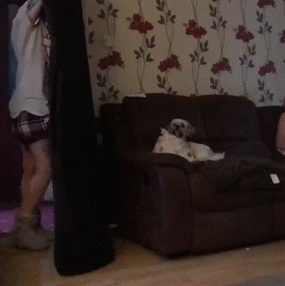 perro,flipar,truco,magia,sof&aacute;