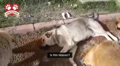 Enlace a El paraíso de los perros debe ser un lugar parecido a este