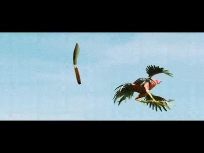 granja,escenas,acci&oacute;n