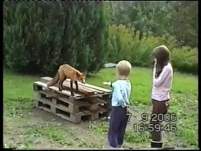 gato,protector,ni&ntilde;os,casa,zorro