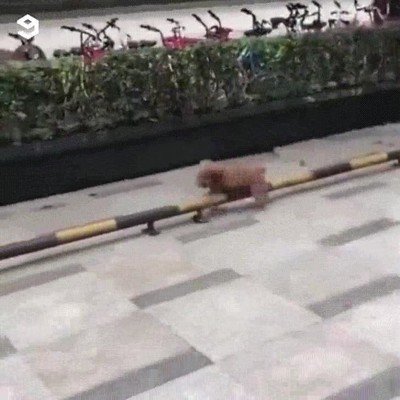 calle,gimnasio,lema,perro