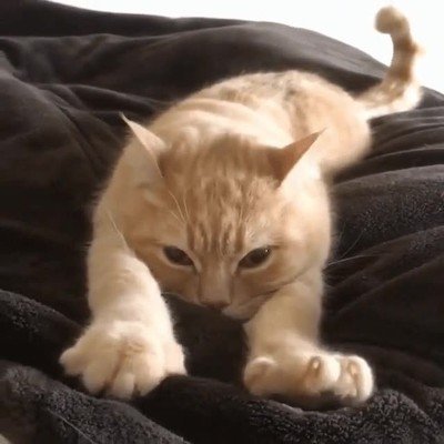 domingo,ma&ntilde;ana,ganas,salir,cama,gato