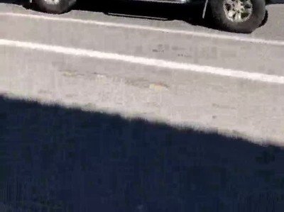 Enlace a La auténtica patrulla canina velando por la seguridad de los ciudadanos