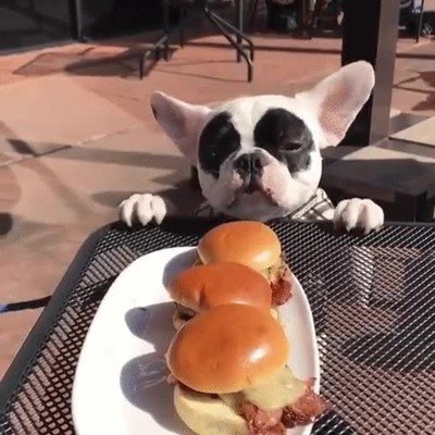 costar,perro,comida,mesa