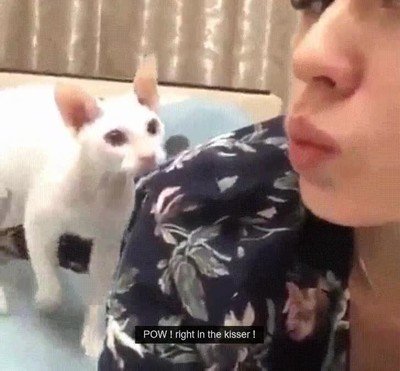 gato,fan,beso