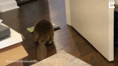 castor,cosas,rando,construir,presa