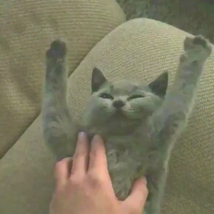 gato,levantar,manos,masaje