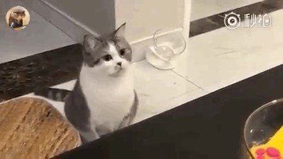 mirar,fijamente,gato,persona,gustar
