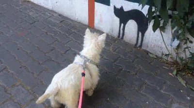 perro,distinguir,dibujo,gato,realidad
