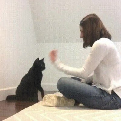 gatos,saludo,secreto,raperos