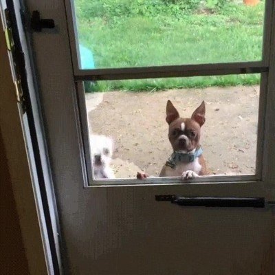 perro,persona,aprender,puerta