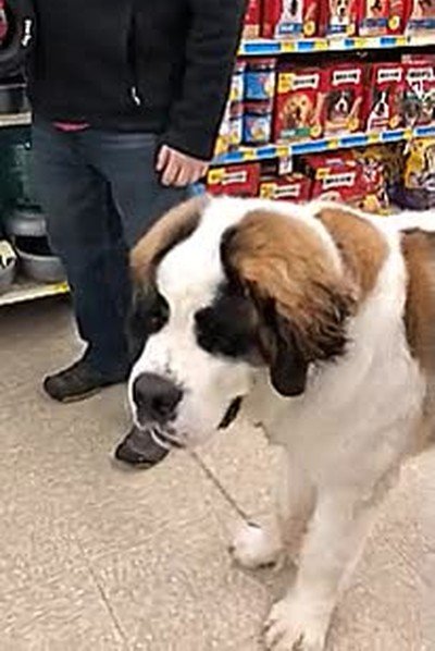 confundir,poster,perro,gigante