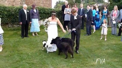 troll,perro,vestido,novia,pipi