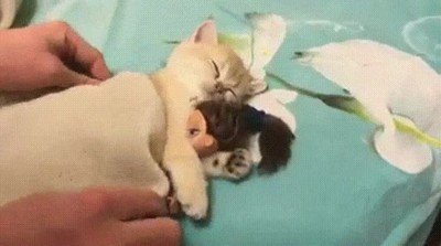 Enlace a Gatos que no pueden dormir si no es abrazando a su muñeca favorita