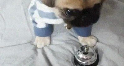 humano,perro,comida,timbre