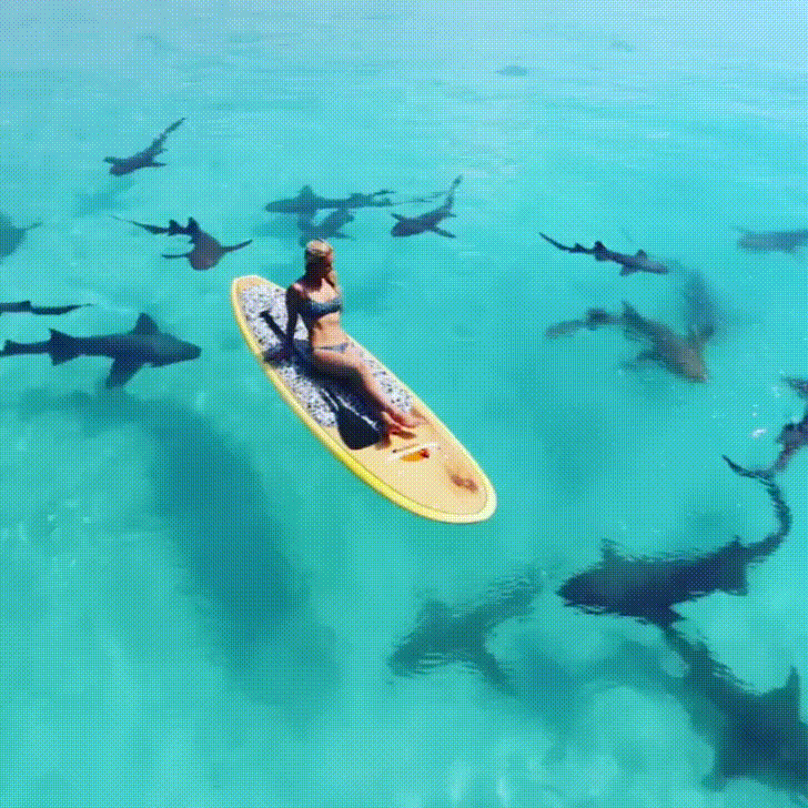 esperar,mar,tiburones,vacaciones