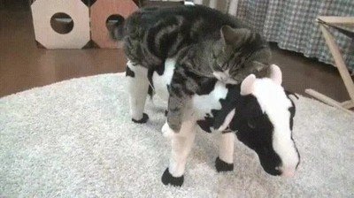 lugar,favorito,siesta,gato