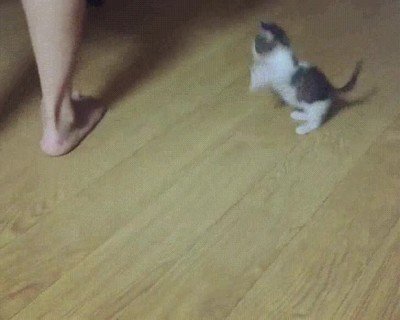 Enlace a Gatito pequeño contra el demonio de los pies. 