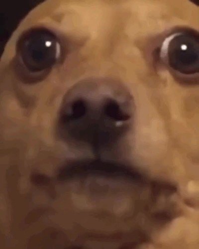 forma,pedir,comida,cara,perro