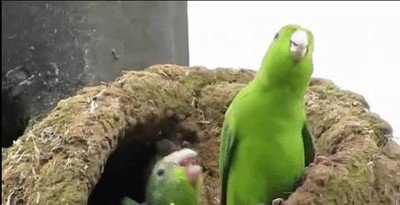 madre,perder,paciencia,llanto