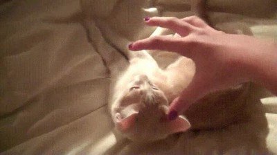 atrapar,nuevo,gato,juego,mano