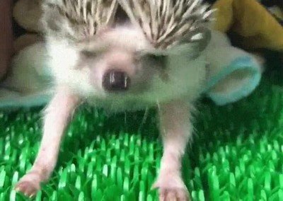 acercar,chica,gustar,puercoespin