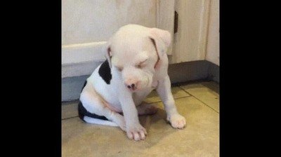 clase,historia,primera hora,perro,dormir