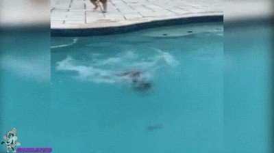 Enlace a Perros que fueron nadadores olímpicos en otra vida