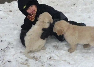perro,abrazar,ni&ntilde;o,escaleras