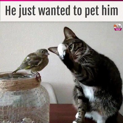 gato,pajaro,amigos,caricia