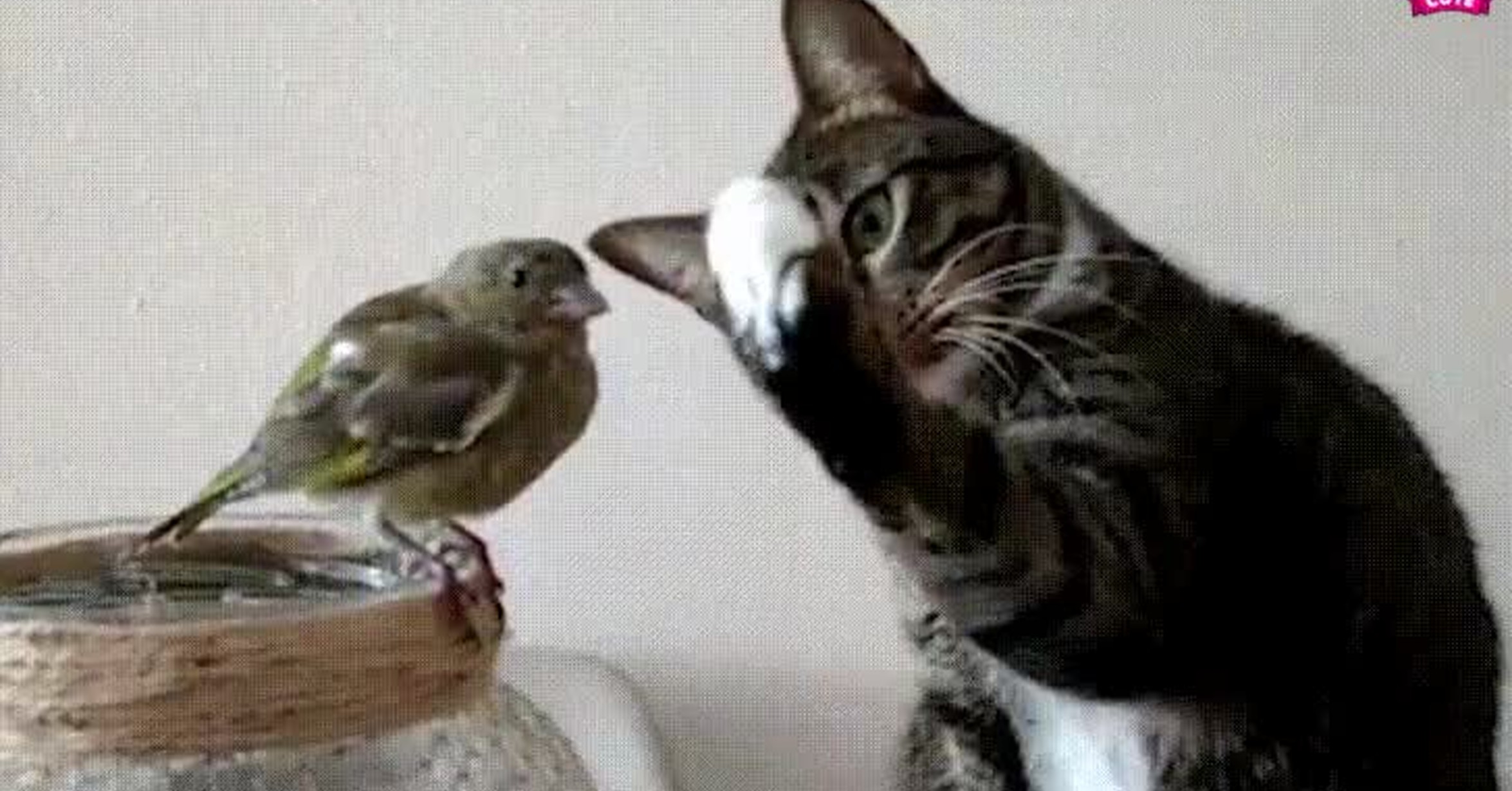 Vaya GIF! / ¿Quién que gatos y pájaros no podían ser amigos?