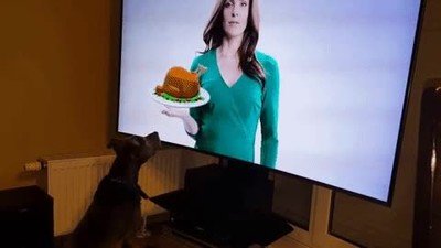 decepciones,tele,hambre,anuncio,perro