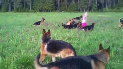 perros,jardi&iacute;,ni&ntilde;a,jugar