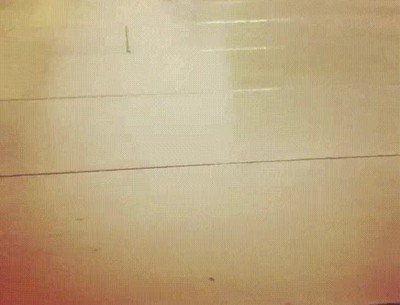 preguntar,hamster,salir,paseo