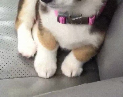 capitulo,serie,perro,dormir