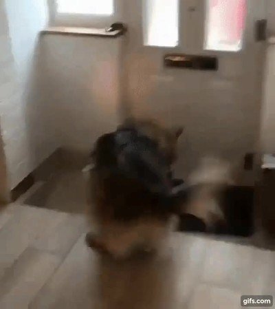 pedir,internet,roto,perro,puerta