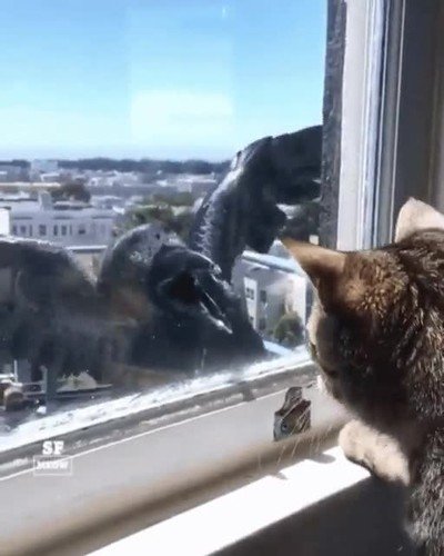 cuervo,gato,intentar,amigos