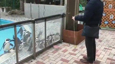 Enlace a Pingüinos disfrutando de un espectáculo de yo-yo