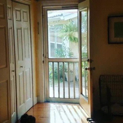 perro,excusas,salir,casa