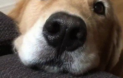 mirar,asi,perros,amor