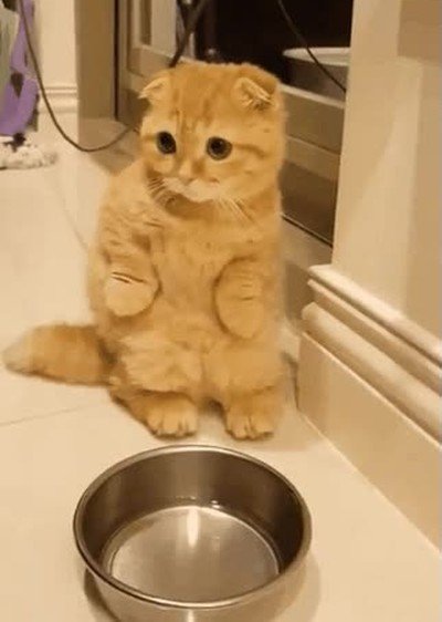 plato,vacio,gente,gato