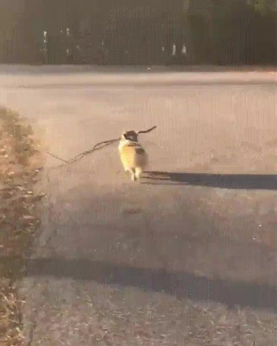 perro,orgullo,palo,atrapar